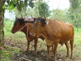 Oxen